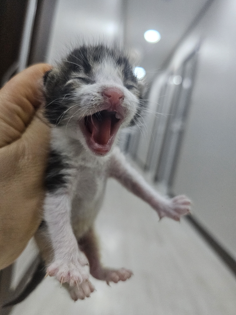 보령길고양이보호협회_444451202400290